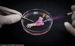 Hamarosan létrehozzák az első emberi végtagot