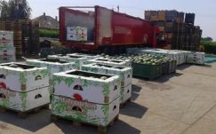 A Tescókba akarták szállítani a magyarrá átcímkézett román dinnyét