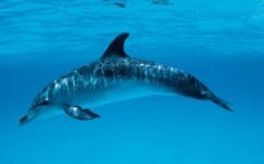 Izraeli kémdelfint fogott a Hamász?