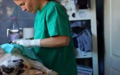 Ingyenes ivartalanítás a Hargita megyei ebeknek és cicáknak