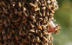 Belehalt a méhcsípésbe egy máramarosi férfi