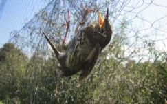 Számolatlanul ölik a madarakat a Mediterráneumban