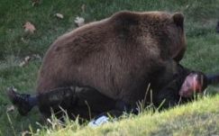 Medve támadt egy gyermekre Székelyföldön