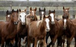 Ezer versenylovat ad el Ukrajna