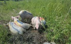 Haszontalan volt a nemzetiszínű disznókkal „fertőző” muzulmánellenes akció?