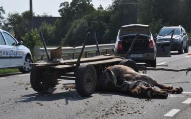 Egy ló is elpusztult az egyik legszokatlanabb idei közúti balesetben