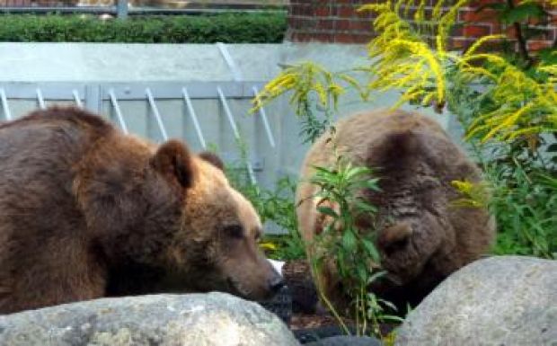 Most már Csíkszeredába is betörnek a medvék