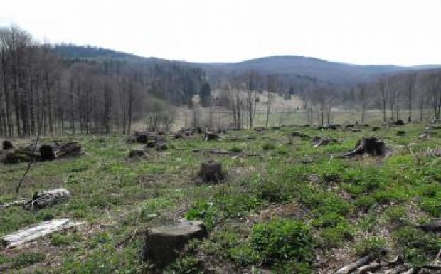 Felére csökkent az erdőirtás mértéke a világon