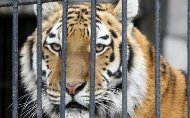 Tigris ölte meg gondozóját a wroclawi állatkertben