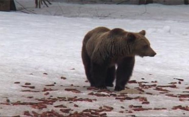 Ismét terítékre került Brüsszelben a székelyföldi medvekérdés