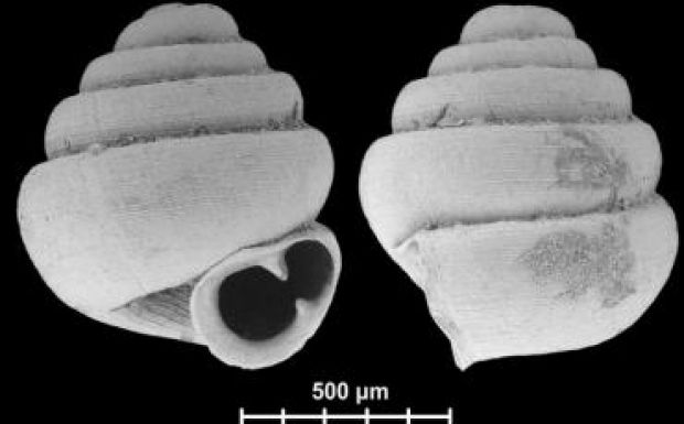 Magyar kutató vezetésével fedeztek fel újabb mikrocsigákat