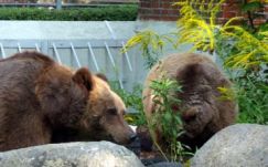 Most már Csíkszeredába is betörnek a medvék