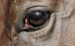 Felravatalozzák Overdose hamvait