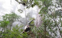 Nyolcszor több fa lehet a világon az eddig gondoltnál