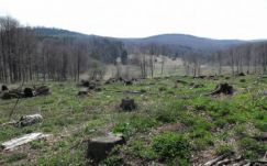 Felére csökkent az erdőirtás mértéke a világon