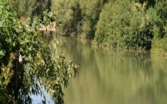 Székedi Ferenc: Szórványnapok