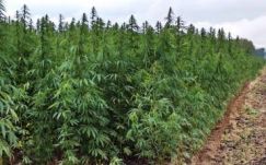 A rendőrség megkeseríti a hazai kendertermesztők életét