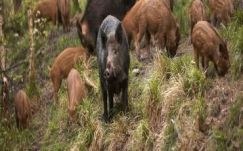 Krebsz János: Kerítések, sorompók