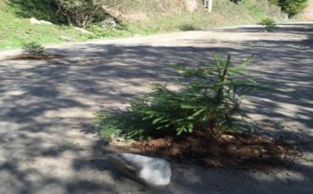 Fenyőfák nőttek ki egy Kolozs megyei útból