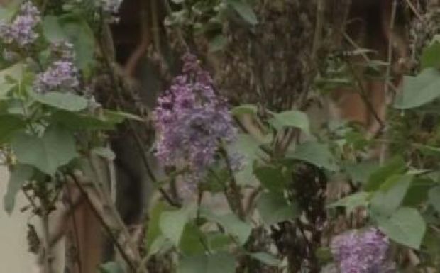 Különös jelenség Temesváron: virágzik az orgona