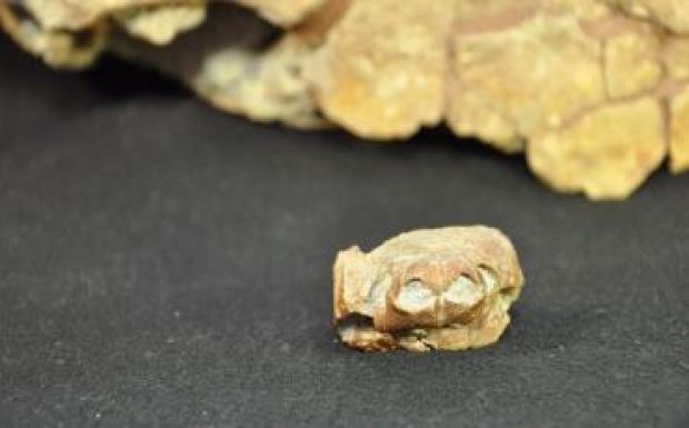 Felfedezték a dinoszauruszok egyik kortárs állatát