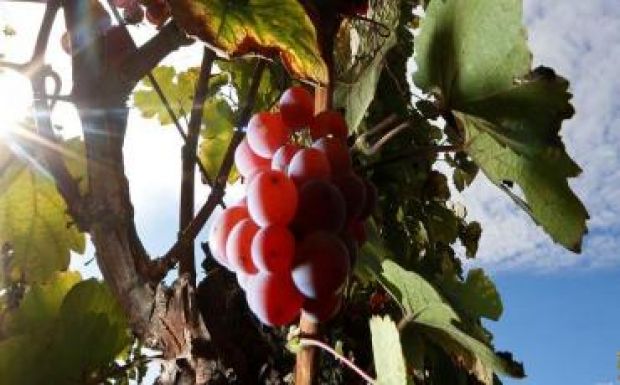 Romániában 9, Magyarországon 12 százalékkal nőtt a bortermelés