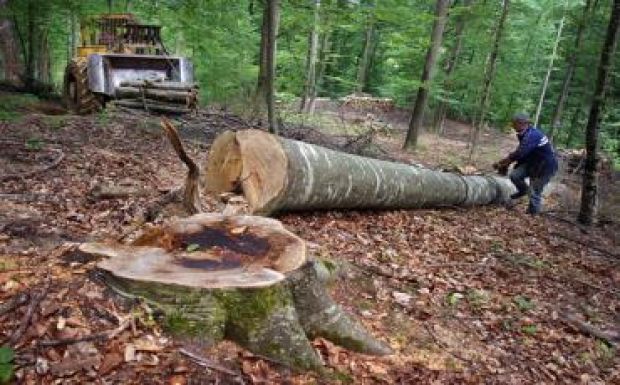 Környezetvédelmi miniszter: fantomcégek lopták a fát a Schweighofernek