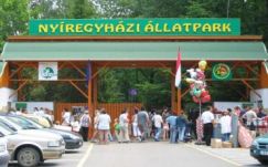 Európa legjobbja lett kategóriájában a Nyíregyházi Állatpark