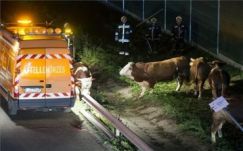 Teheneket szállító teherautó borult fel az M0-s autópályán (FOTÓK)