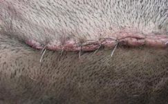 Meghiúsult a háromszéki ingyenes kutya- és macskaivartalanítás