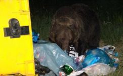 A tél közeledtével nő a medveveszély Háromszéken