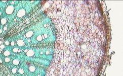 Szőlőben találtak antidepresszánst magyar kutatók