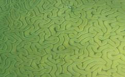 Bíró Béla: Paradicsomi implantátum