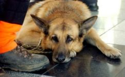 A Mancs című filmet találták a legjobb európai gyermekfilmnek 