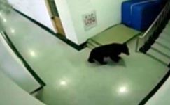 Lelőtték az iskolában randalírozó medvét (VIDEÓ)