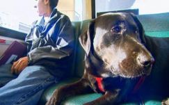 Kutyák is felszállhatnak a kolozsvári buszokra, ha van jegyük