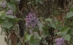 Különös jelenség Temesváron: virágzik az orgona