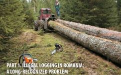 A The Guardian is arról ír, hogy lopják a fát Romániában