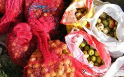 Őshonos gyümölcsöket telepítenek vissza Háromszéken 