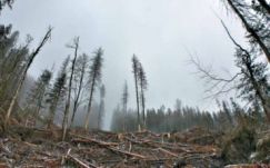 Környezetvédelmi miniszter: helytálló a zöldek jelentése a Schweighoferről