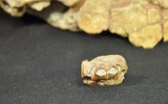 Felfedezték a dinoszauruszok egyik kortárs állatát