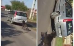 Autója után kötötte kutyáját, így „sétáltatta” a forgalomban 