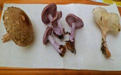 Kuszálik Péter: Lepista nuda