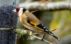 Énekesmadarakat próbált Magyarországra csempészni egy román férfi