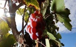 Romániában 9, Magyarországon 12 százalékkal nőtt a bortermelés