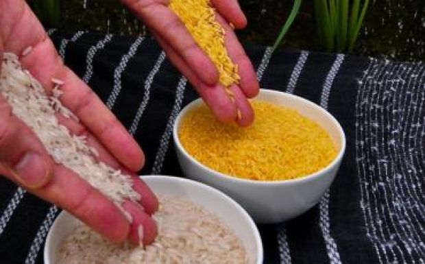 Tévhitek nyomában: GMO, a kétélű fegyver