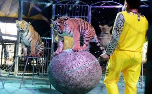 Tizennyolc olasz cirkuszigazgató bukott le embercsempészet miatt