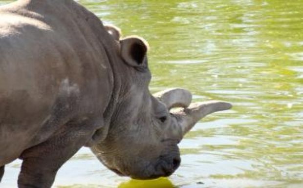 Már csak három fehér rinocérosz él a földkerekségen