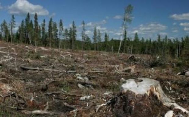 Albániában tíz évig megtiltanák a fák kivágását