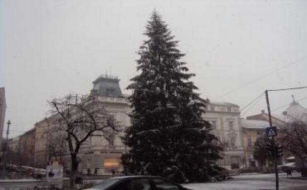 Vármezői fenyőjük lesz idén a marosvásárhelyieknek